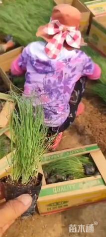 野牛草
