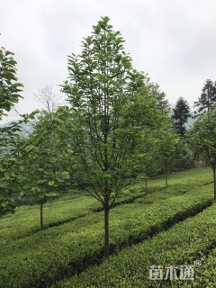 紫玉兰