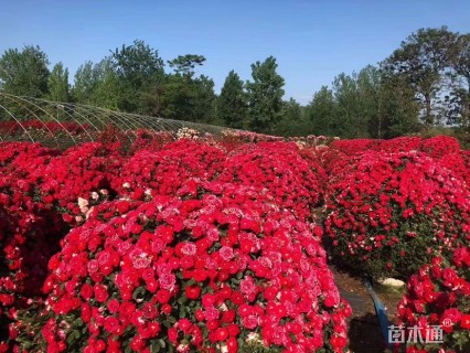 冠幅120厘米月季花球