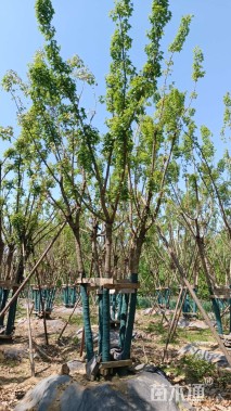 高度750厘米丛生五角枫