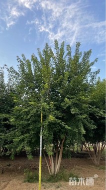 高度600厘米丛生五角枫