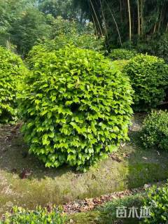 冠幅120厘米茶花球