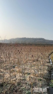 2公分染井吉野樱