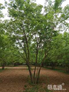 高度6厘米丛生五角枫