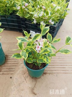 高度30厘米花叶锦带