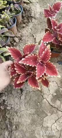 高度20厘米彩叶草