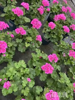 高度35厘米天竺葵