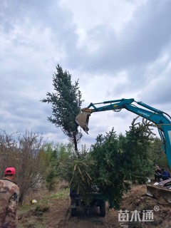 高度5000厘米青海云杉