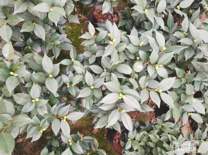 高度50厘米茶花