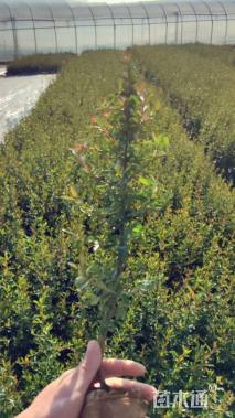 高度30厘米火棘