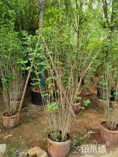 高度200厘米紫荆