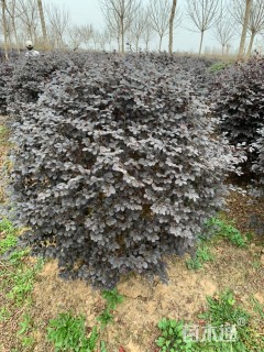 冠幅150厘米红花继木球