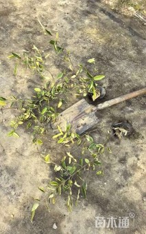 高度45厘米胡颓子