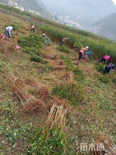 高度50厘米蜂糖李