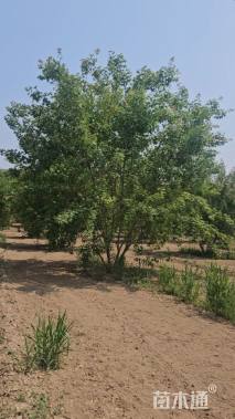 高度300厘米丛生五角枫