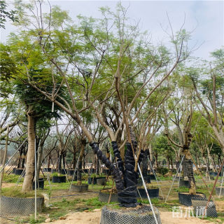 50公分丛生蓝花楹