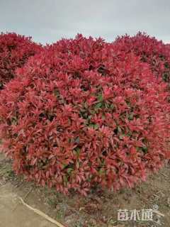 冠幅120厘米红叶石楠球