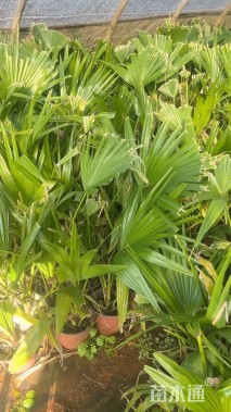 裸干高40厘米蒲葵