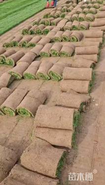 草块状百慕大草