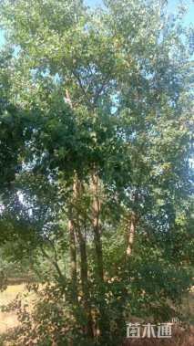 12公分丛生乌桕