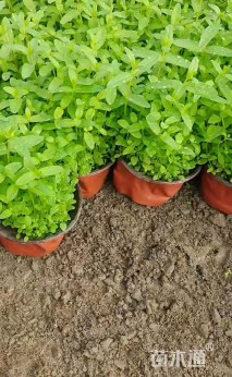 高度10厘米千屈菜