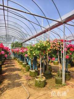 20公分树状月季