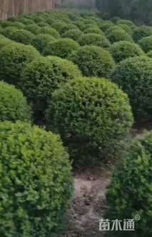 冠幅100厘米小叶女贞球