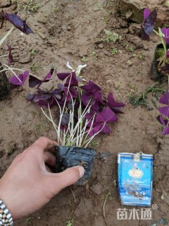 高度15厘米紫叶酢浆草