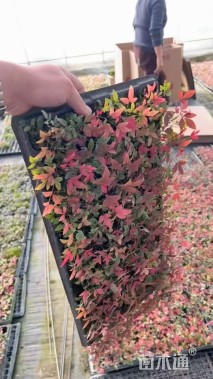 高度25厘米南天竹