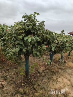 6公分矮桩树状月季