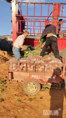 高度30厘米南非万寿菊