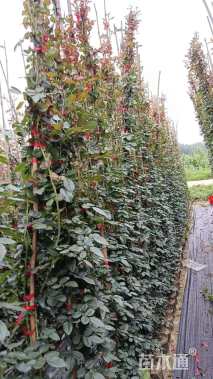 150厘米藤本月季