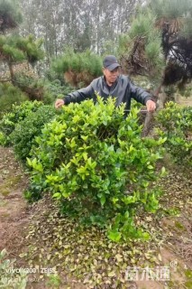 冠幅100厘米金叶女贞球