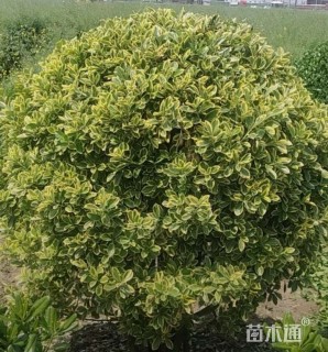 冠幅100厘米金边黄杨球