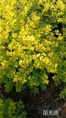 高度70厘米金叶女贞