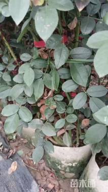 182厘米藤本月季