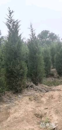 高度200厘米蜀桧