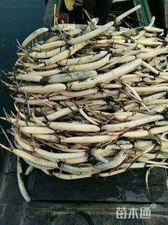 高度110厘米荷花