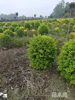 冠幅100厘米金禾女贞球