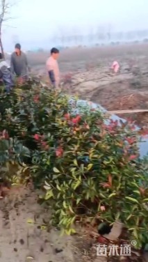 0.55公分红叶石楠