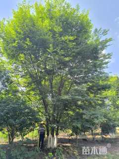 50公分(4杆)丛生榉树
