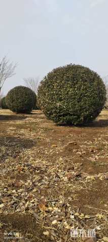 冠幅200厘米卫矛球