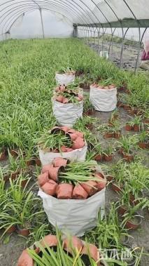 高度25厘米百子莲