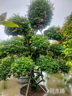 高度280厘米紫花三角梅