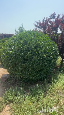 冠幅180厘米胶东卫矛球