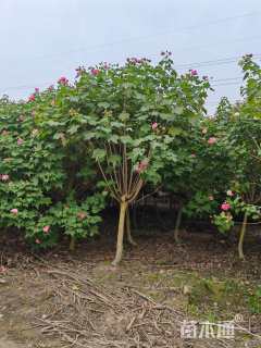 高度250厘米木芙蓉