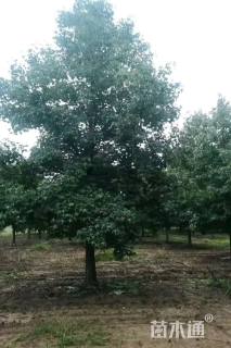 18公分北美枫香