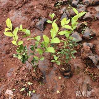 高度25厘米金叶女贞