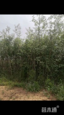 高度150厘米大红袍花椒