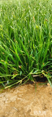 高度40厘米青绿苔草